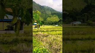 Rural Sumatra - Kampung Vibes from Samosir Island #laketoba