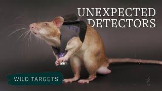 Giant Rats: Sniffing Out Wildlife Crime | Wild Targets