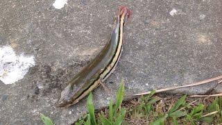 澄清湖魚虎出巡 / 三點鐘的影音