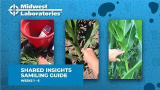 Shared Insights - Sampling Guide for Weeks 1 - 6