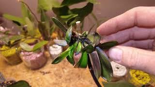 The secret hormone treatment   8 KEIKIs from one EYE on Phalaenopsis orchids