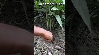 Elice Plants How to take Care  #viral #gardening #trending #youtubeshorts #ytshorts