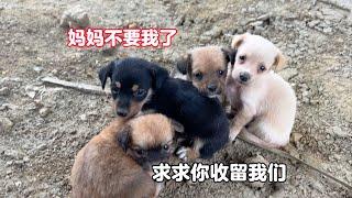 In order for the puppy to stop wandering, the dog gave birth to five cubs and chose to leave alone