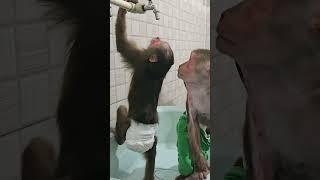 Monkey Kuku and Mimi get a special bath from Mom 3