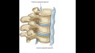 Two Minutes of Anatomy: Anterior Longitudinal Ligament