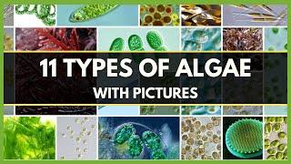 11 TYPES OF ALGAE WITH PICTURES | DIFFERENT TYPES OF ALGAE | CLASSIFICATION OF ALGAE