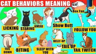 ALL Strange Cat Behaviors Explained (Compilation). Cat Body Language. Jaw-Dropping Facts about Cats