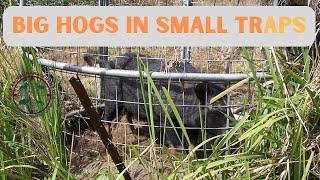 CATCHING FERAL PIGS IN SMALL TRAPS