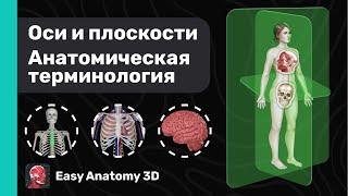 Введение в анатомию человека | Анатомическая терминология | Оси и плоскости | Easy Anatomy