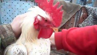 Ты не повериш ,просто нереальные шпоры у петуха.You will not believe just unreal spur a rooster.