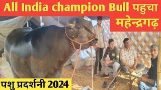 All India champion   Bull पहुचा पशुधन प्रदर्शनी 2024 जिला महेंद्रगढ़ हरियाणा में आयोजित ।