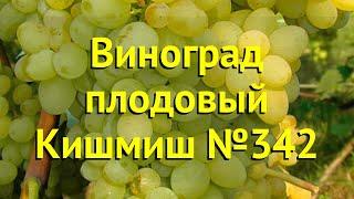 Виноград плодовый кишмиш №342. Краткий обзор, описание характеристик, где купить саженцы vitis