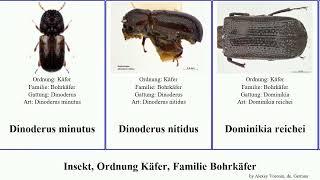 Insekt, Ordnung Käfer, Familie Bohrkäfer lichenophanes dinoderus insect minutus linearis bicornis