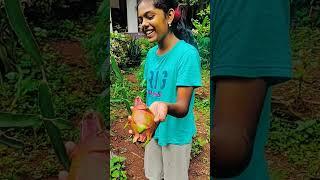 #dragonfruit #harvest #farming #happiness #farmingfamily