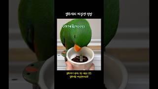 [지구젤리] 앵무새의 짜장면 먹방 / 의심많은 앵무새와 뭐든 잘 먹는 앵무새 / parrot noodle mukbang