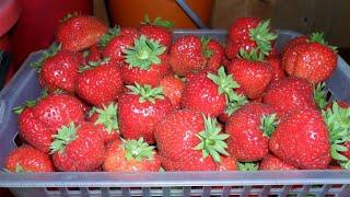 FRAGOLA CON BACCHE MIRACOLOSE A CASA  COLTIVAZIONE DI FRAGOLE AL CHIUSO