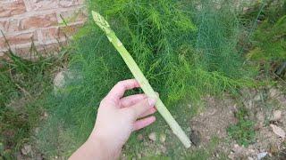 집 정원 텃밭 아스파라거스 수확하기 | Asparagus officinalis L.