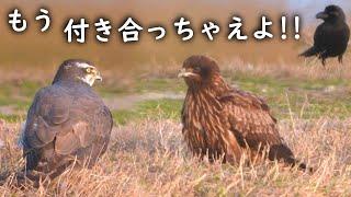 オオタカがトビの集会で仲良し農耕地の猛禽が尊い