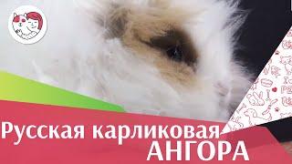 Кролик Русская карликовая ангора на ilikepet. Особенности породы, уход