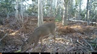 White-Tailed Deer Foraging | Nova Scotia Wildlife | TC22 Daytime Footage