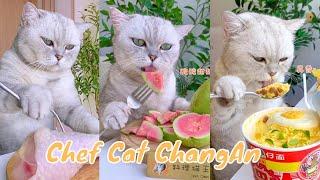 【Chef Cat ChangAn】A week’s recipe for you  #FunnyCatVideos #CatCookingShow