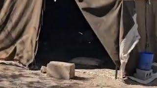 阿丽玛被米拉德给狠狠揍了一顿 #游牧生活