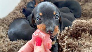 Dachshund puppy loves raw meat.