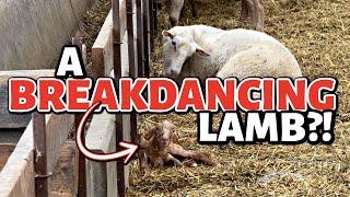 SUMMER LAMBING DIARIES 6 ~ Only MINUTES old, and this NEWBORN lamb put on quite the show! Vlog 817