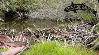 Fishing for BROOK Trout in Mountain Beaver Ponds in Nantahala National Forest