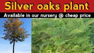 Silver Oaks Plant At Cheap Price | Silver Oak Ka Paudha | Silver Plant In Assam | Silver Nursery