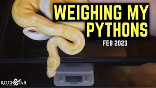 Weighing my Ball Pythons! Checking for Growth