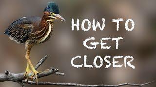 The Basics Of Getting Close | Wildlife Photography