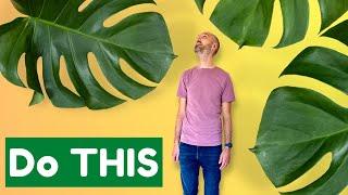 The Secret to GIANT Houseplant Leaves