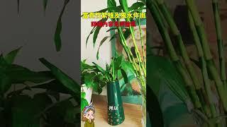 富贵竹繁殖#花花世界