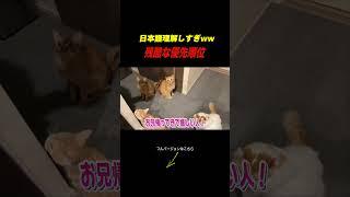 Sad reality #cat #neko #mycat