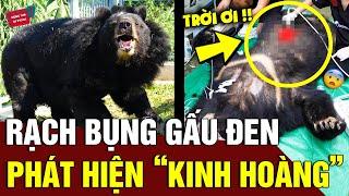 Thấy cô gái MẤT TÍCH BÍ ẨN, cảnh sát rạch bụng GẤU ĐEN thì phát hiện sự thật KINH HOÀNG | Động Tiin