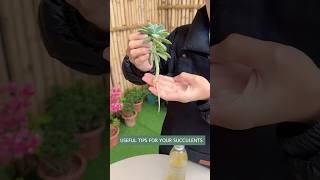 Beginner's Succulent Care: How to Propagate Succulent Plants