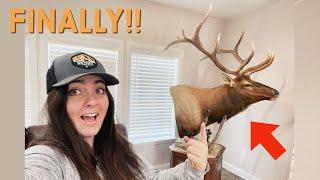 BRINGING MY BULL BACK TO LIFE! Full Taxidermy Process