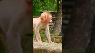 Cute Monkey Luno Peaceful Moment | MIND-BLOWING Monkey Secrets Revealed #monkey #cute