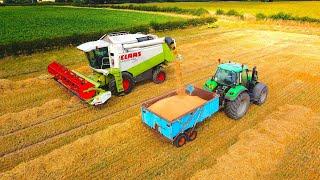 Harvesting Malting Spring Barley For Beer Production