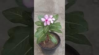 vinca (سدا بہار) flowers . please like and subscribe.