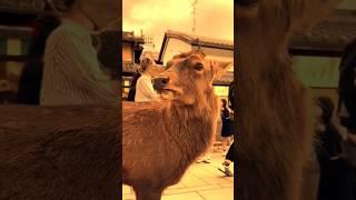 cute deer  & monkey  funny  #funnyvideos #deer #monkey #viral #video #funny #cute #shorts #yt