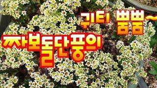 짜보돌단풍의 매력뿜뿜,귀티뿜뿜/베란다정원 야생화키우기/봄야생화/야생화짱 2020.4.1