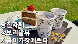 [당진카페] 청보리밭뷰 카페피어라 뷰가 항상 다름 주의하세요