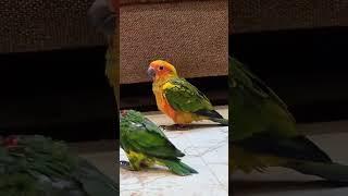 My Lovely Rainbow lorikeet chick and Sun conure chicks playing together ️ 