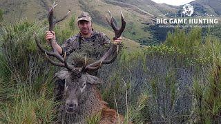 Darren's big 300DS Red Stag - Red Stag Hunting New Zealand