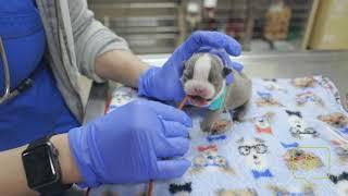 Tube Feeding a Puppy with a Cleft Palate