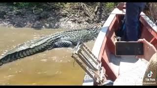 Giant Black Caiman