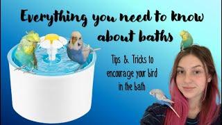 How to give your Budgie a Bath | Tips & Tricks