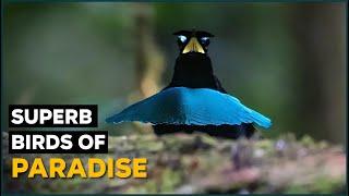 Vogelkop Bird  Superb Bird of Paradise | Nature Nuggets